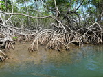 Ausflug Nationalpark  Die Mangroven-Wälder im Nationalpark Los Hitises (DOM).